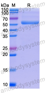 Recombinant Human SORT1 Protein, N-GST