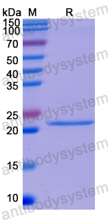 Recombinant Human DNAJC2 Protein, N-His