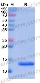 Recombinant Human S100A13 Protein, N-His