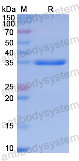 Recombinant Human CCL13/MCP-4 Protein, N-GST