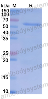 Recombinant Human CDX2 Protein, N-GST