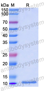 Recombinant Human CCL19/MIP-3-beta Protein, N-His