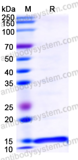 Recombinant Human HIF2A/EPAS1 Protein, N-His