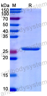 Recombinant Human SEMA3C Protein, N-His
