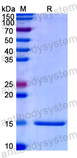 Recombinant Human GDF15 Protein, N-His