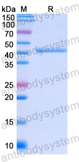 Recombinant Human GAL3ST1 Protein, N-GST