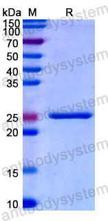 Recombinant Human CD273/PD-L2/PDCD1LG2 Protein, N-His