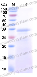 Recombinant Human SDF4 Protein, N-His