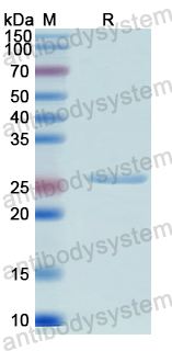 Recombinant Human PYGO2 Protein, N-His