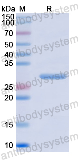 Recombinant Human LXN Protein, N-His