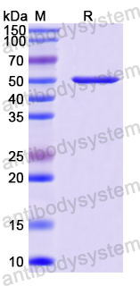 Recombinant Human SPON2 Protein, N-GST