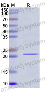 Recombinant Human MLST8 Protein, N-His