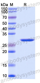 Recombinant Human PINK1 Protein, N-His