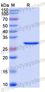 Recombinant Human RSPO3 Protein, N-His