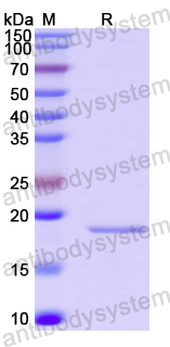 Recombinant Human MRPL1 Protein, N-His