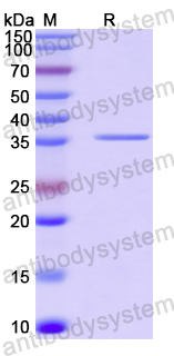 Recombinant Human DEFB126 Protein, N-GST