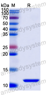 Recombinant Human TPSD1 Protein, N-His