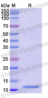 Recombinant Human FOXP3 Protein, N-His