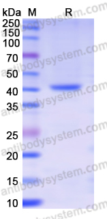 Recombinant Human API5 Protein, N-His