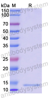 Recombinant Human FGF23 Protein, N-His