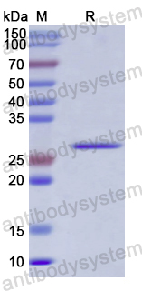 Recombinant Human FGF23 Protein, N-His