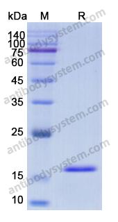 Recombinant Human IL22 Protein, N-His