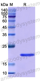 Recombinant Human LAT2 Protein, N-His