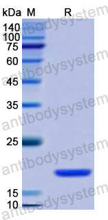 Recombinant Human IL25/IL17E Protein, N-His