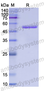 Recombinant Human ADNP Protein, N-GST