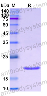 Recombinant Human CD299/CLEC4M Protein, N-His