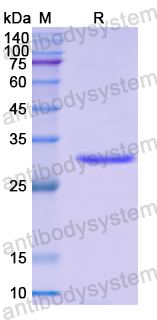 Recombinant Human TOR3A Protein, N-His