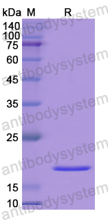 Recombinant Human CD318/CDCP1 Protein, N-His