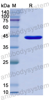 Recombinant Human SYNC Protein, N-GST