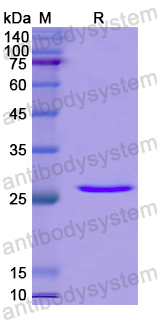 Recombinant Human PTGES2 Protein, N-His