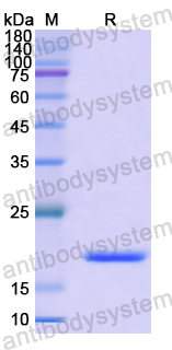 Recombinant Human NANOG Protein, N-His