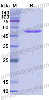 Recombinant Human SIAE Protein, N-GST