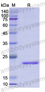 Recombinant Human XPO5 Protein, N-His