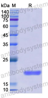 Recombinant Human RXFP1 Protein, N-His