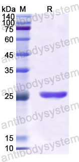 Recombinant Human ARNT2 Protein, N-His
