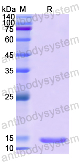 Recombinant Human MUC5B Protein, N-His
