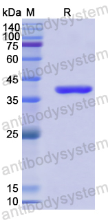 Recombinant Human SYTL2 Protein, N-His