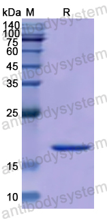 Recombinant Human GP6 Protein, N-His