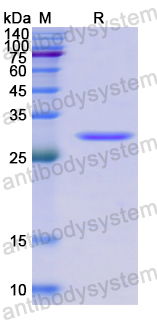Recombinant Human ABCB6 Protein, N-His