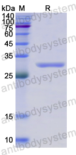 Recombinant Human ABCB9 Protein, N-His