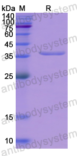 Recombinant Human CD266/TNFRSF12A Protein, N-GST