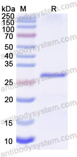 Recombinant Human MMP25 Protein, N-His