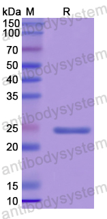 Recombinant Human NT5M Protein, N-His