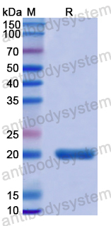 Recombinant Human IL23A Protein, N-His