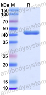 Recombinant Human NGB Protein, N-GST