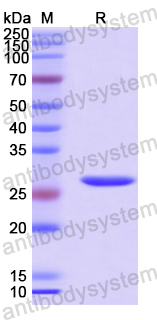Recombinant Human NOX4 Protein, N-His